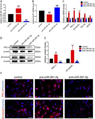 miR-381-3p Cooperated With Hes1 to Regulate the Proliferation and Differentiation of Retinal Progenitor Cells